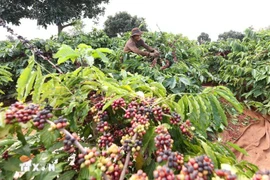 Agriculture-environment sectors report strong performance in January–February