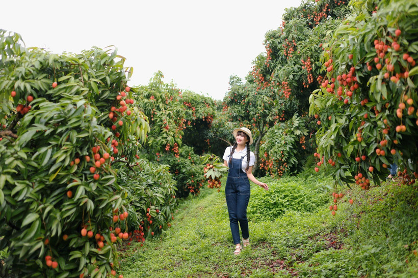 Lychee orchards in Bac Giang are drawing a large number of visitors. (Photo: VNA)