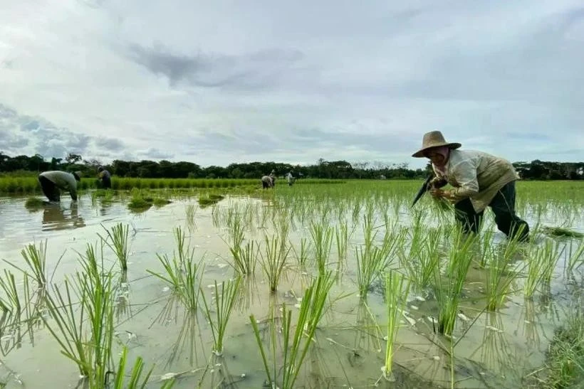  Indonesian farmers plant rice in Lokpaikat District in Tapin, Tapin Regency, South Kalimantan. (Photo: ANTARA)