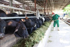 All new farms are required to implement modern technologies, including automated systems for lighting, temperature, and feeding. (Photo: VNA)