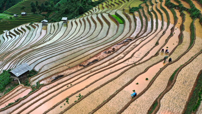 The "water pouring season" tourism activity increasingly becomes an attractive tourism product in Mu Cang Chai. (Photo: VNA) 2.jpg