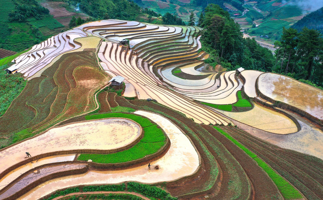 During the water pouring season, the terraced rice fields appear with the brown colour of the soil interspersed with the green of young rice, creating poetic and beautiful scenes. (Photo: VNA) 1ava.jpg