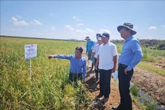 Vietnamese Ambassador to Cuba Le Quang Long visits the Vietnam - Cuba Cooperation Project for Rice Production Development in Calimete district during his working visit to Matanzas province. (Photo: VNA)