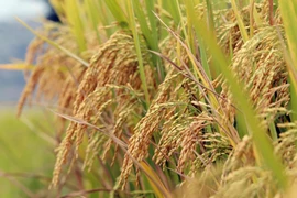 Marvellous “golden season” on ripening terraced rice fields in Lai Chau