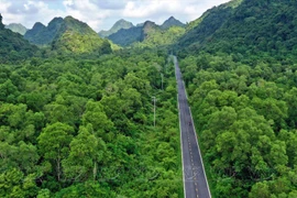Cat Ba National Park serves as a lung amid the ocean