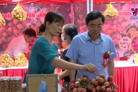 Hung Yen’s early-ripening hybrid lychees entering harvest season