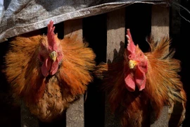 Cambodia records first case of bird flu in humans in 2024