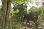 National Parks combining tourism with wildlife conservation