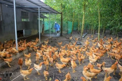 Vietnam warned to stay vigilant with influenza A (H5N8)