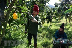 Son La mangoes exported to Australia