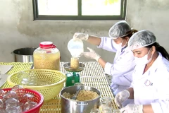 Workers of Phu Lai Agricultural Cooperative in Yen Thuy district, Hoa Binh province prepare pickled pearl onions for export to the UK. (Photos courtesy of the Culture, Sports and Communication Centre of Yen Thuy district)