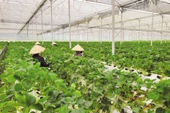 New policy promotes green banking development in Vietnam (Photo: VNA)