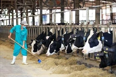A worker cares for livestock at a farm operated by Vinamilk in Binh Duong province. (Photo: VNA)